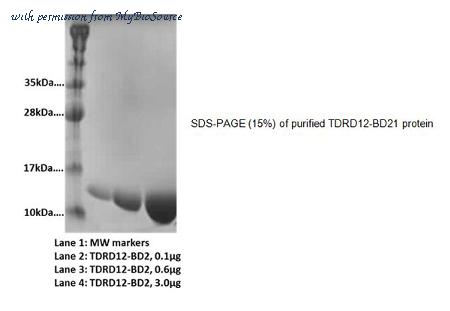 MyBioSource MBS845223 image 1