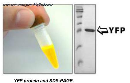 MyBioSource MBS845430 image 1