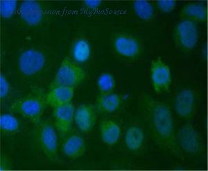 MyBioSource MBS8506782 image 1