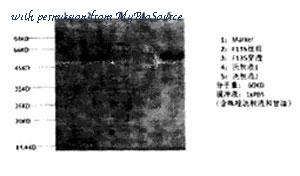 MyBioSource MBS8526749 image 1