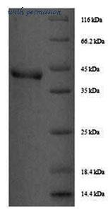 MyBioSource MBS9423386 image 1