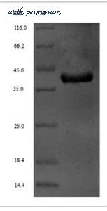 MyBioSource MBS9423437 image 1
