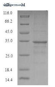 MyBioSource MBS9423456 image 1