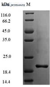 MyBioSource MBS9423470 image 1