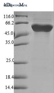 MyBioSource MBS9423552 image 1