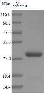 MyBioSource MBS9423592 image 1