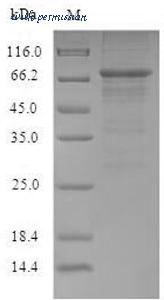 MyBioSource MBS9423735 image 1