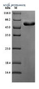 MyBioSource MBS9424053 image 1