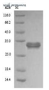 MyBioSource MBS9424162 image 1
