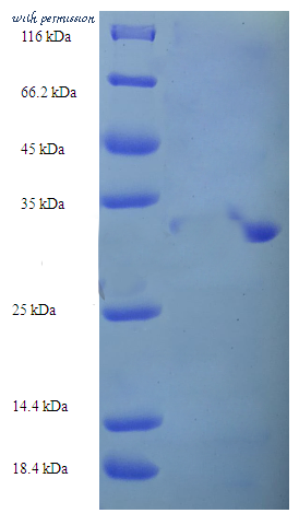 MyBioSource MBS948191 image 1