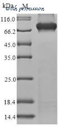 MyBioSource MBS948726 image 1