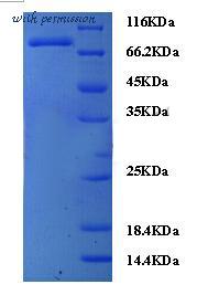 MyBioSource MBS950746 image 1