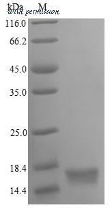 MyBioSource MBS956725 image 1