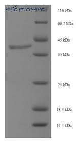 MyBioSource MBS960675 image 1