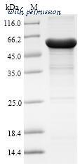 MyBioSource MBS963291 image 1