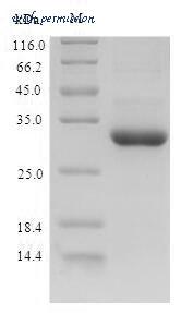 MyBioSource MBS965445 image 1
