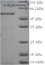 MyBioSource MBS968326 image 1