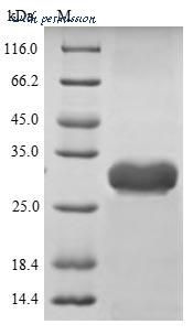 MyBioSource MBS969663 image 1