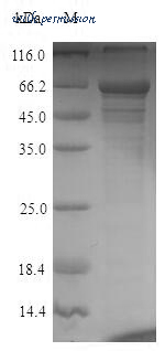 MyBioSource MBS969681 image 1