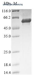 MyBioSource MBS969701 image 1
