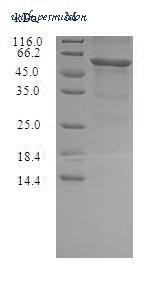 MyBioSource MBS969728 image 1
