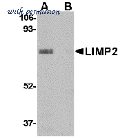 MyBioSource MBS152054 image 1