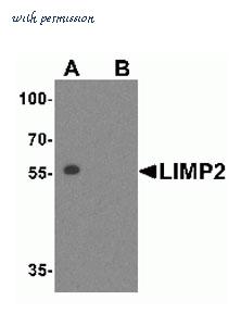MyBioSource MBS152054 image 2