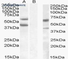 MyBioSource MBS653702 image 1
