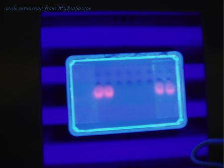 MyBioSource MBS653730 image 1