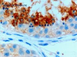 MyBioSource MBS653861 image 1