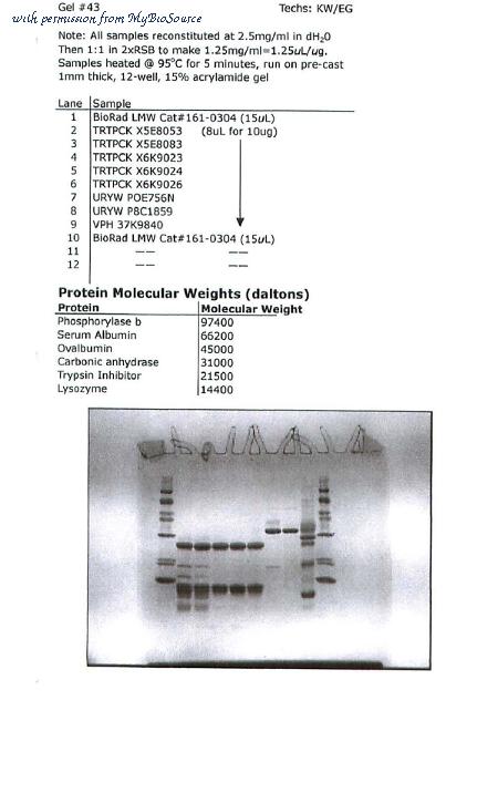 MyBioSource MBS654007 image 1