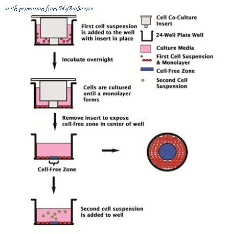 MyBioSource MBS168183 image 1