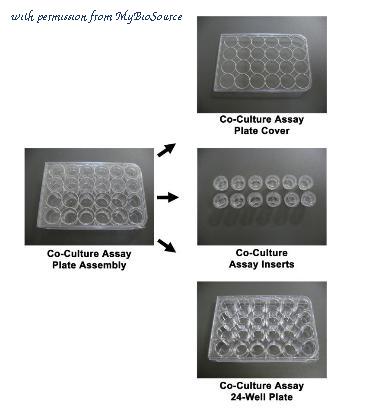 MyBioSource MBS168183 image 2