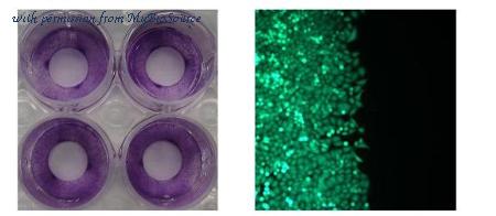 MyBioSource MBS168183 image 3