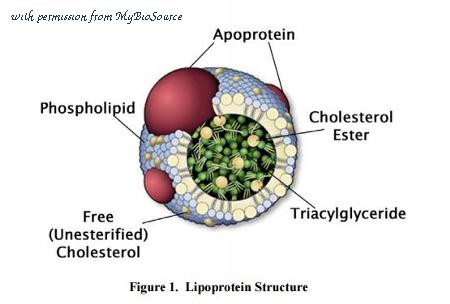 MyBioSource MBS168251 image 1