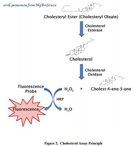 MyBioSource MBS168251 image 2