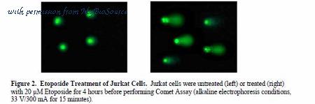 MyBioSource MBS168415 image 2