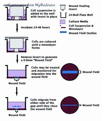 MyBioSource MBS168434 image 2