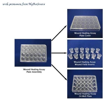 MyBioSource MBS168434 image 3