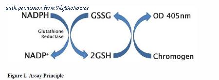 MyBioSource MBS168487 image 1