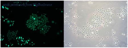 MyBioSource MBS168642 image 1