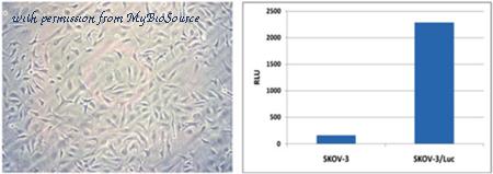MyBioSource MBS168774 image 1