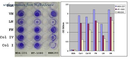 MyBioSource MBS168967 image 1