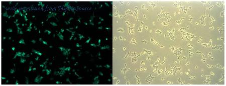 MyBioSource MBS169082 image 1