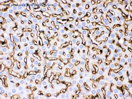 MyBioSource MBS176451 image 1