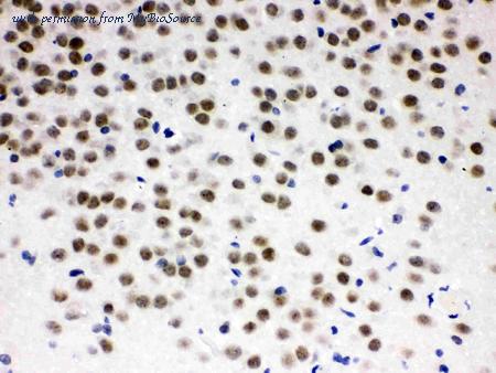 MyBioSource MBS176451 image 2