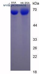 MyBioSource MBS2086381 image 1