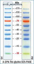 MyBioSource MBS355495 image 1