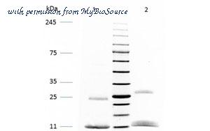MyBioSource MBS537114 image 1