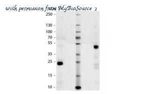 MyBioSource MBS537495 image 1